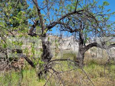 TB1003: Rustic Finca in Vilaflor with Apero's room